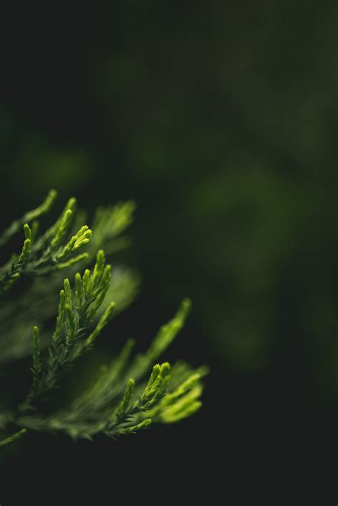 Wallpaper ID: 222066 / green plant foliage and macro hd 4k wallpaper free download