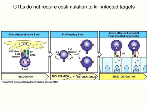 PPT Cytotoxic T Lymphocytes CTLs And NK Cells PowerPoint