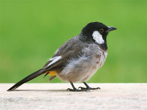 White Eared Bulbul