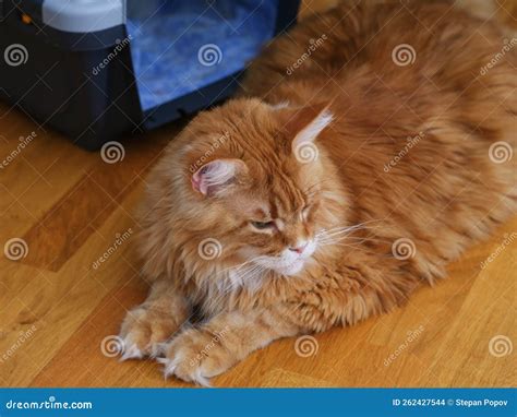 A Red Maine Coon Cat Lying In Front Of It S Pet Carrier Stock Photo