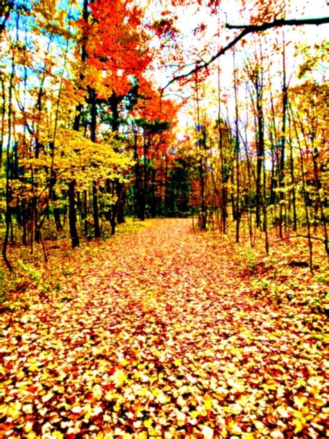 Beautiful Fall Path in Woods Photo - Etsy