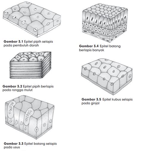 Macam Macam Jaringan Epitel Pada Hewan Studyhelp