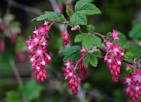 Red-flowering Currant | native fruit trees for sale | Native Foods Nursery