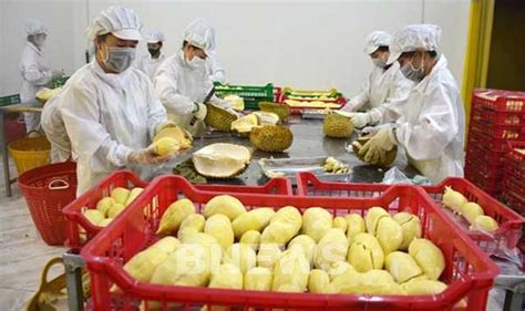 Vietnams Fruit Vegetable Export Revenue Exceeds 1 Bln Usd In Q1