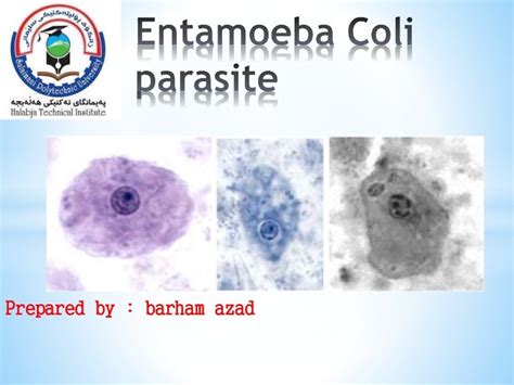 Lebenszyklus Von Entamoeba Coli