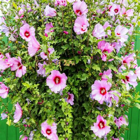 Minerva Rose Of Sharon Althea Shrub Hibiscus Syriacus Minerva Low