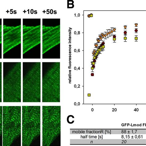 Localization Of Lmod In Sarcomeres A Schematic Presentation Of The