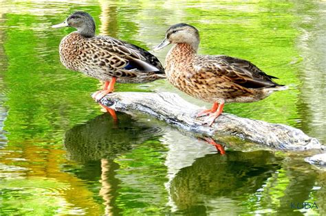 Koloa Maoli (Hawaiian Duck) - Honolulu Zoo Society