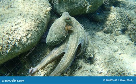 Octopus Vulgaris, Common Octopus Hunting. Stock Photo - Image of marine ...