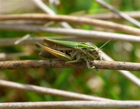 Common Green Grasshopper Omocestus Viridulus Fem Flickr