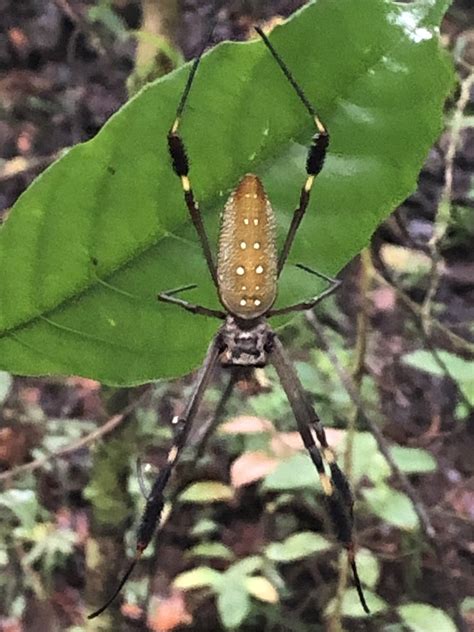 Golden Silk Spider from Isla Barro Colorado Panamá PA on July 25