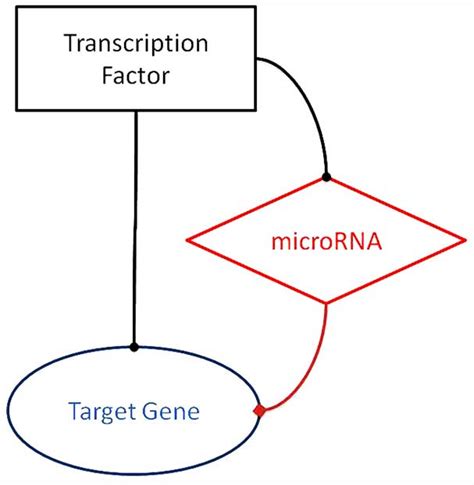 Feedforward Regulation Biology