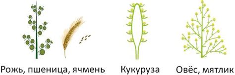 Класс однодольные. Семейство Злаки