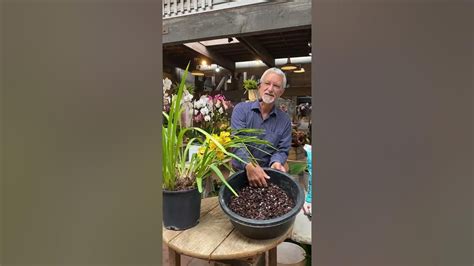 Cymbidium Orchids Steve The Creator Development