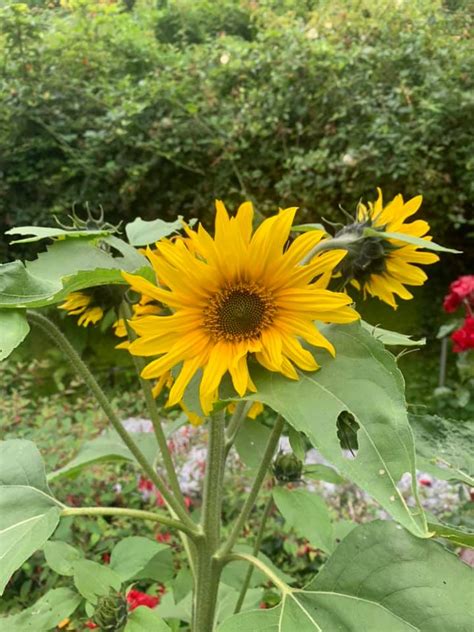 Growing Together Cornwall Growing Together Cornwall Cic
