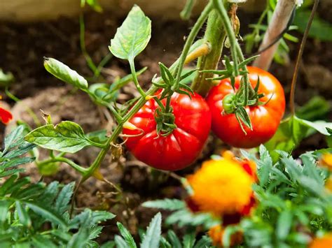 Beefsteak Tomato Plant [Complete Guide] | Family Food Garden