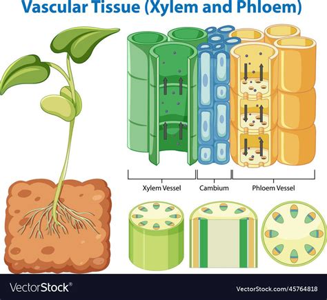 Download Diagram Showing Vascular Tissue System In Plants For Free