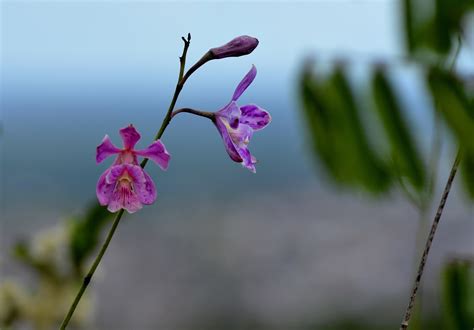 Free Images Nature Branch Blossom Leaf Petal Green Botany