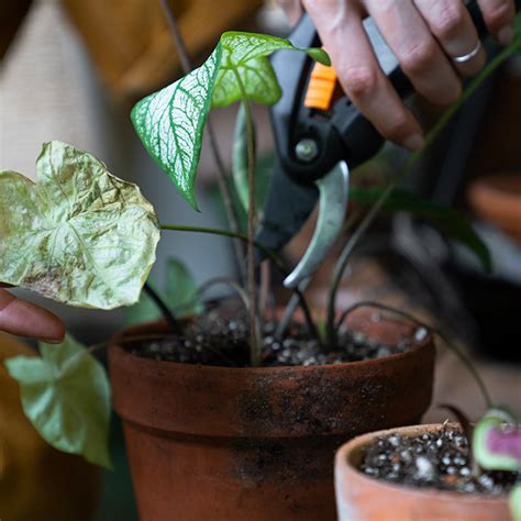 Remedios Para Revivir Plantas Tras Las Vacaciones Flores Castillon