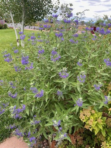 Caryopteris Clandonensis Blue Mist Spirea Blue Beard