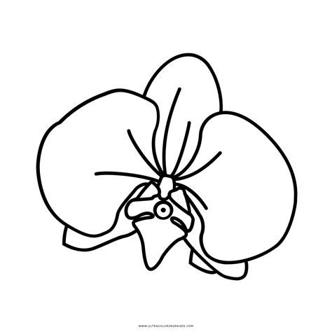 Orchidea Disegni Da Colorare Ultra Coloring Pages