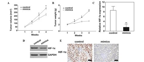 Microrna 199a 5p Inhibits Tumor Proliferation In Melanoma By Mediating