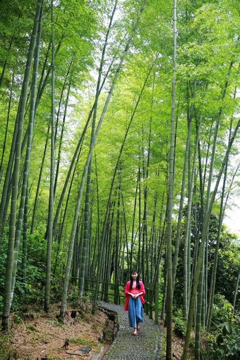 巜雨後竹林》 每日頭條