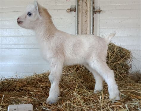 Individual Record At Dreamers Farm