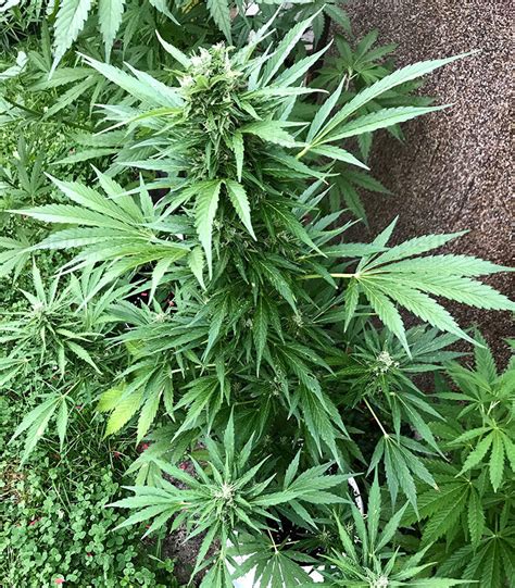 Bcn Critical Xxl Autoflower Cannabis Samen Kaufen Herbies Seeds