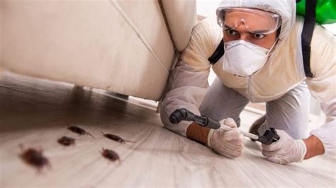 How Do You Clean Up After A Pest Control Treatment Seriable