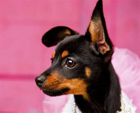 English Toy Terrier Black And Tan Scheda Razza Cane Da Caccia E Compagnia