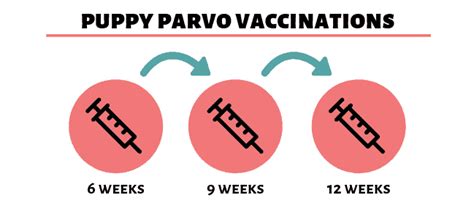 Parvo in Dogs: How Dogs Get Parvo + Symptoms, Treatment & Vacciation Info