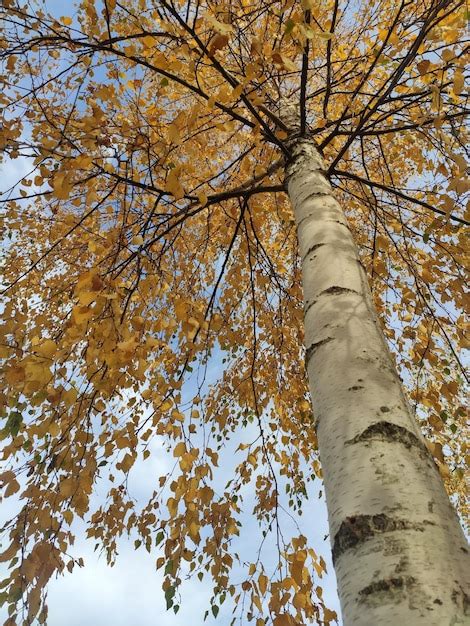 premium photo birch