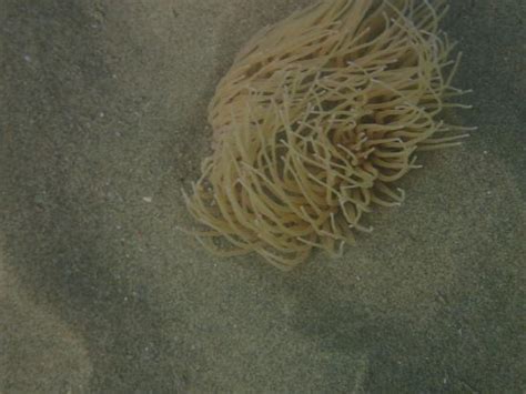 Le Sentier Sous Marin Agde Ce Qu Il Faut Savoir Pour Votre