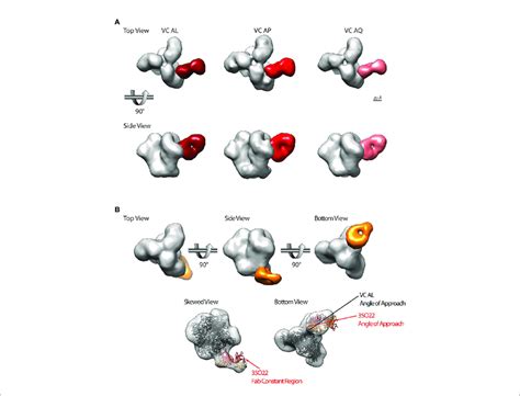 A Subset Of HIV 1 VCs With BNAb Activity Possess CD4bs And Gp120 Gp41