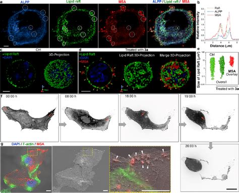 Alpp Guided Msa On Lipid Raft Stabilizes Lipid Raft Clusters Triggering