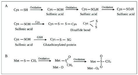 Oxidation Of A Cysteine Cys And B Methionine Met Residues On Download Scientific