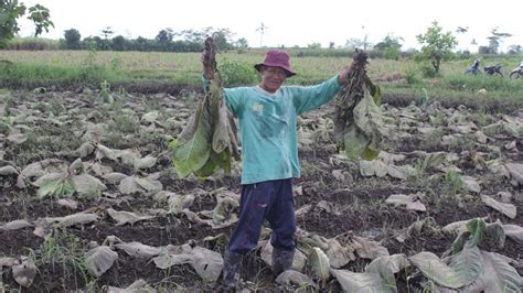 Terendam Air Hujan Dampak Cuaca Buruk Tanaman Tembakau Petani Lumajang