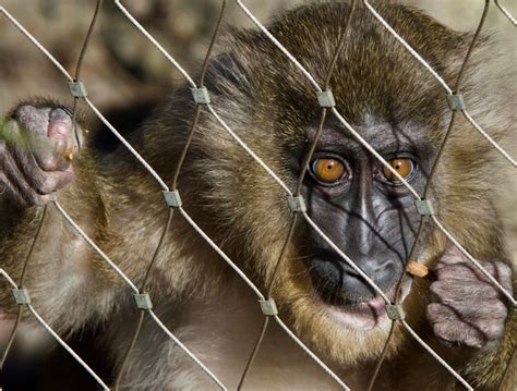 Premium Photo Portrait Of A Monkey In Cage
