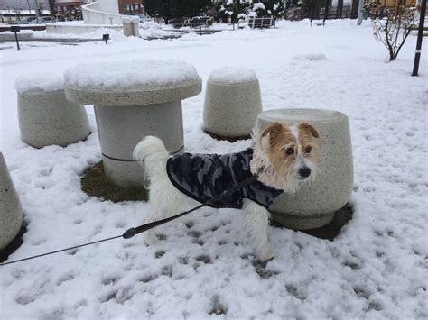 雪のお散歩だよ