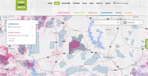 New Website Tracks Deforestation in Near Real-Time | Live Science