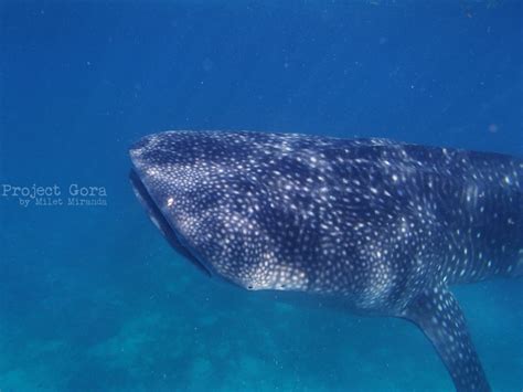 Project Gora: Kissed by a Butanding: A Whale Shark Encounter in Oslob, Cebu