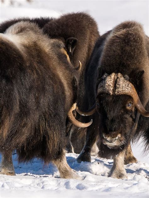 Baby Musk Ox In The Tundra