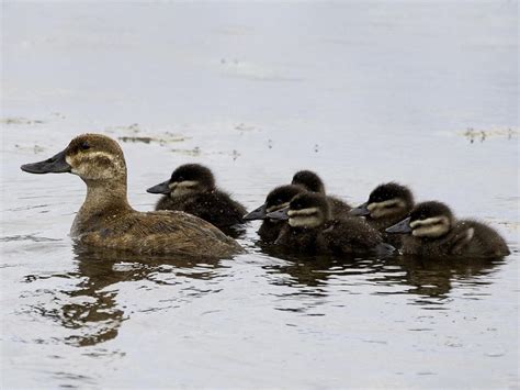 Photos and Videos for Ruddy Duck, All About Birds, Cornell Lab of ...