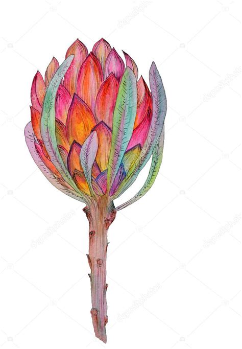 Acuarela Dibujada A Mano Ilustraci N De La Flor De Protea Roja Flor