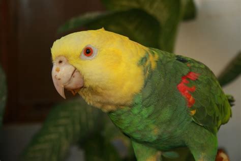 Loro Cabeza Amarilla De Islas Marías Pericos Loros Y Guacamayas · Inaturalist