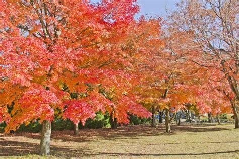 10 Fast Growing Trees For Privacy And Shade