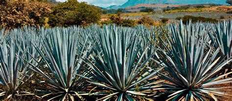 Navigating The Rise Of Agave Spirits