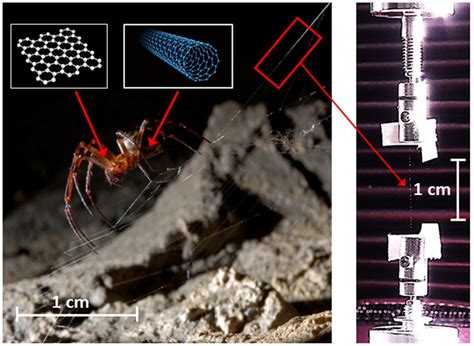 Spiders Fed Nanocarbon Spin Superior Silk Spiders Nanocarbon