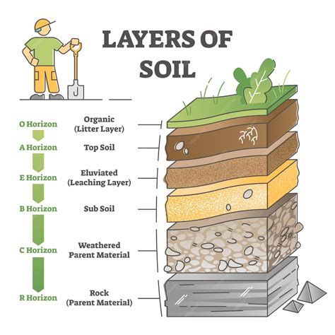 Premium Vector Layers Of Soil Diagram As Educational Labeled Earth